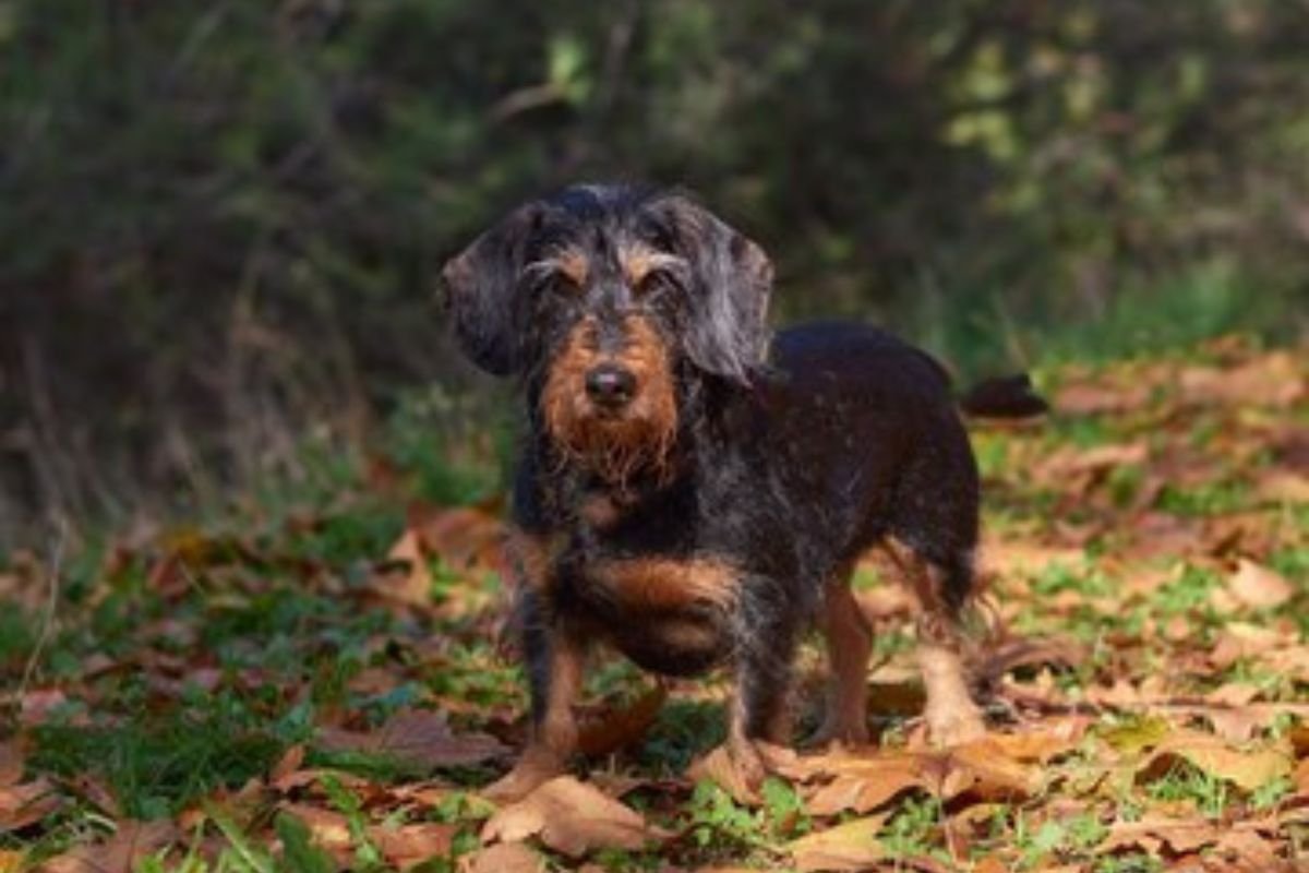 Irish Wolfhound 